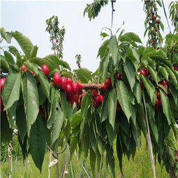 扦插櫻桃苗批發基地的專業經營指南