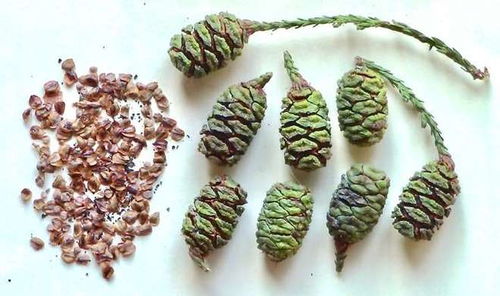 森林火災(zāi)與長(zhǎng)壽樹(shù)的繁衍奇跡