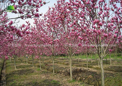 辛夷的選購(gòu)渠道與農(nóng)副產(chǎn)品銷售指南