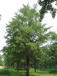 實生銀杏樹苗木供應信息 山東省郯城縣四季青銀杏苗木基地