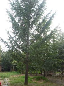 綠色生機(jī)的源泉 探訪招遠(yuǎn)市興義苗木種植專(zhuān)業(yè)合作社