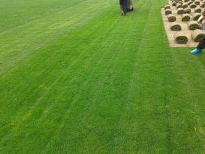 遼陽(yáng)綠化新篇章 草坪種植、苗木基地與樹(shù)木種植經(jīng)營(yíng)全解析