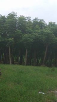 深耕三湘沃土，鑄就綠色品牌——金玉苗木基地產品與服務全覽