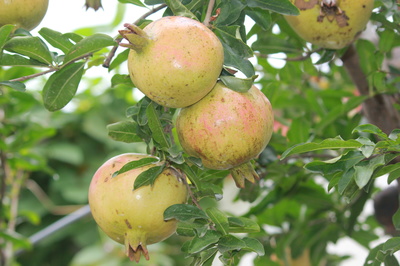 安徽賽宇 以匠心深耕樹木種植，用善心鑄就企業發展