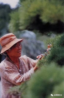 從接待過領導人的盆景園，看一個農夫的產業生命旅程