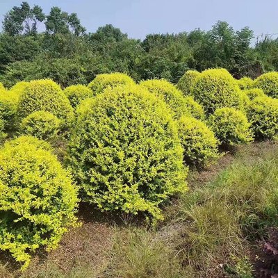 金森汝貞球 湖南苗木基地的精品苗木批發(fā)與農(nóng)副產(chǎn)品銷售